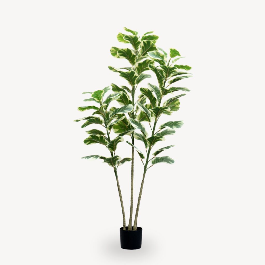 Umelý Fikus Lyrata 180 cm