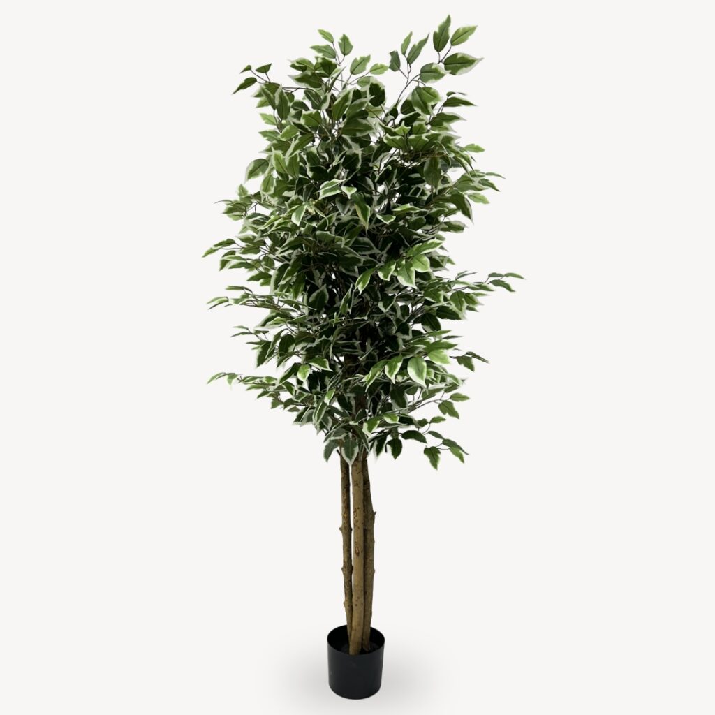 Umelý Fikus Twilight 160 cm
