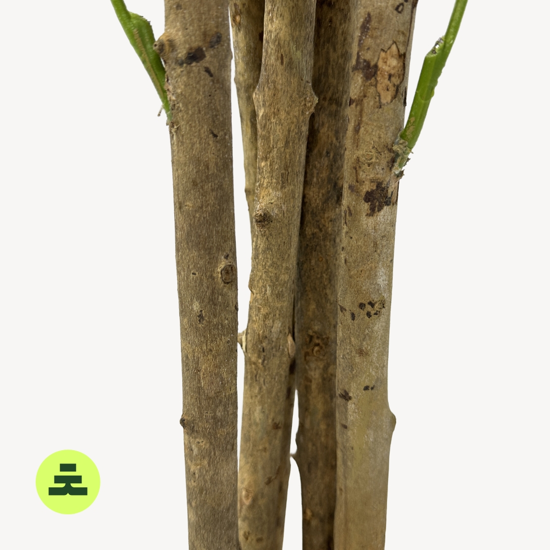 Umelý Olivovník Viackmenný 150 cm - Image 3